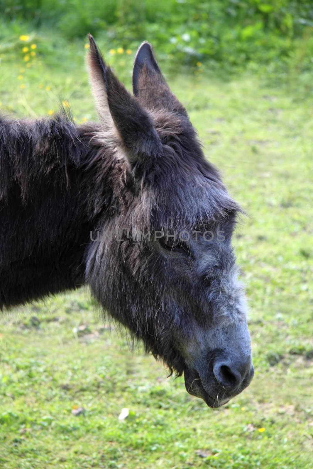 Donkey on a green grass background