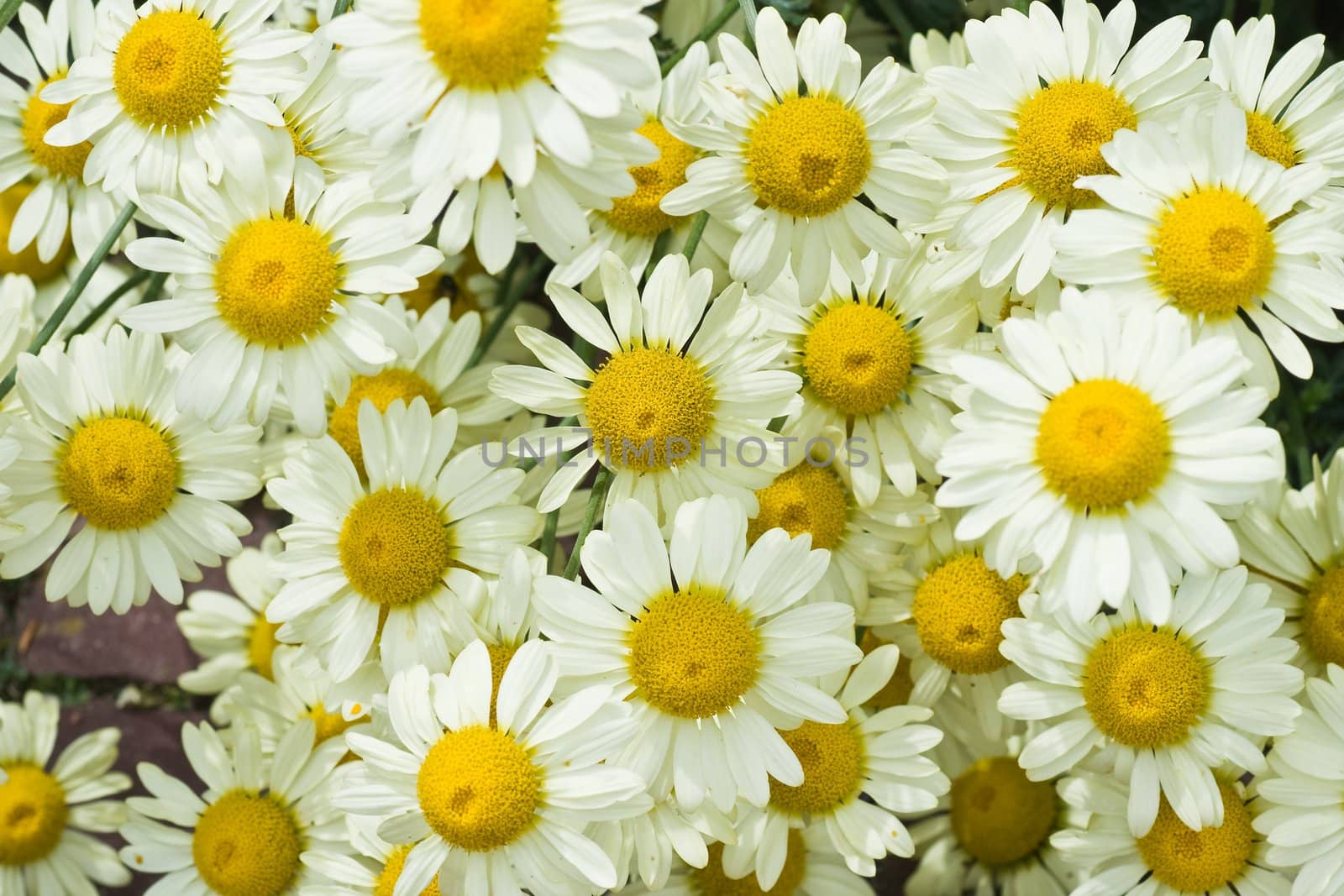 White and yellow daisy flowers blooming in the summer sun