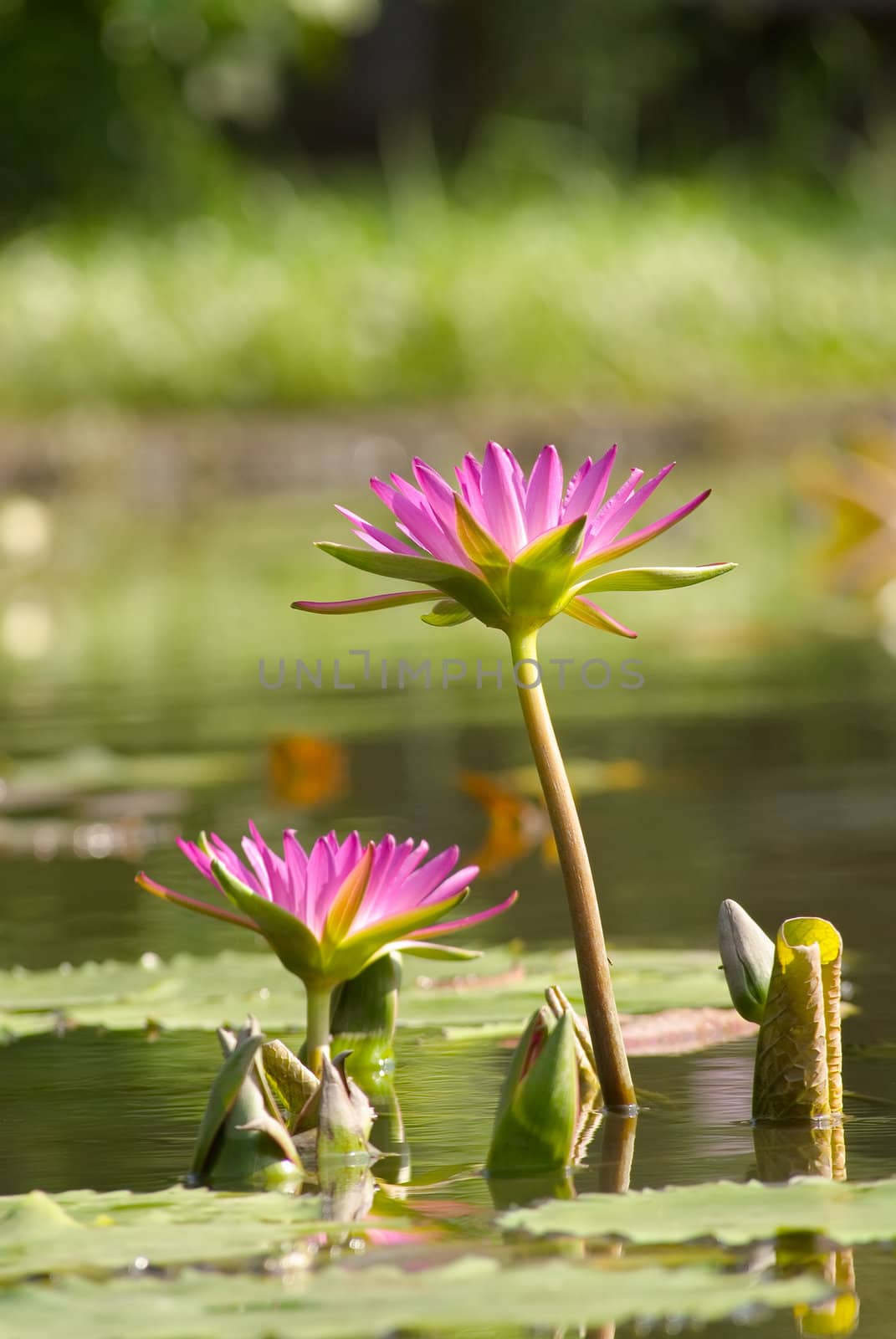 Here are two beautiful lotus on the water.