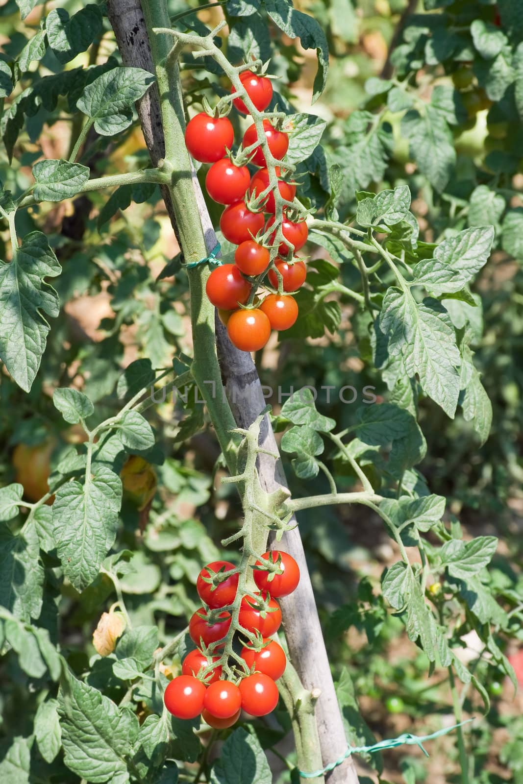 ripe cherry tomotoes in a biological crop
