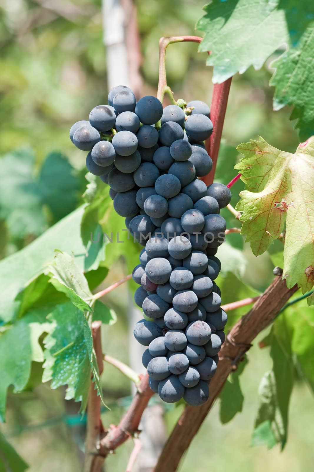 bunch of red grapes hanging  in a vineyard