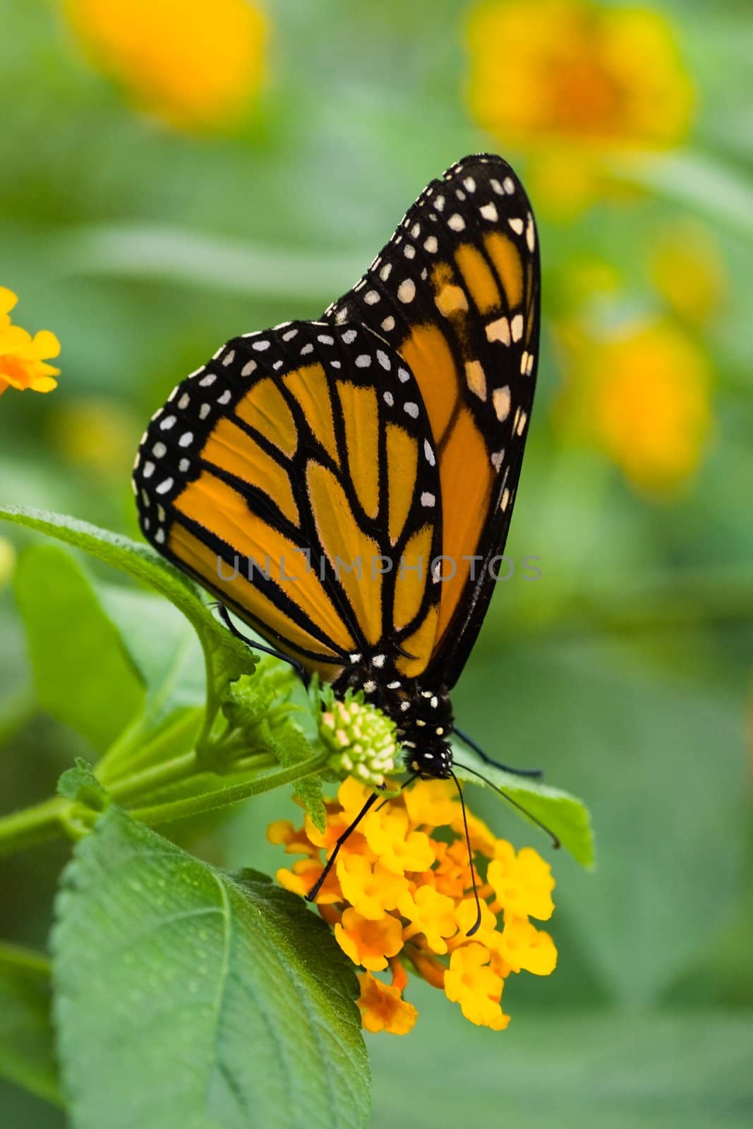 Monarch butterfly on yellow Spanish flag flowers