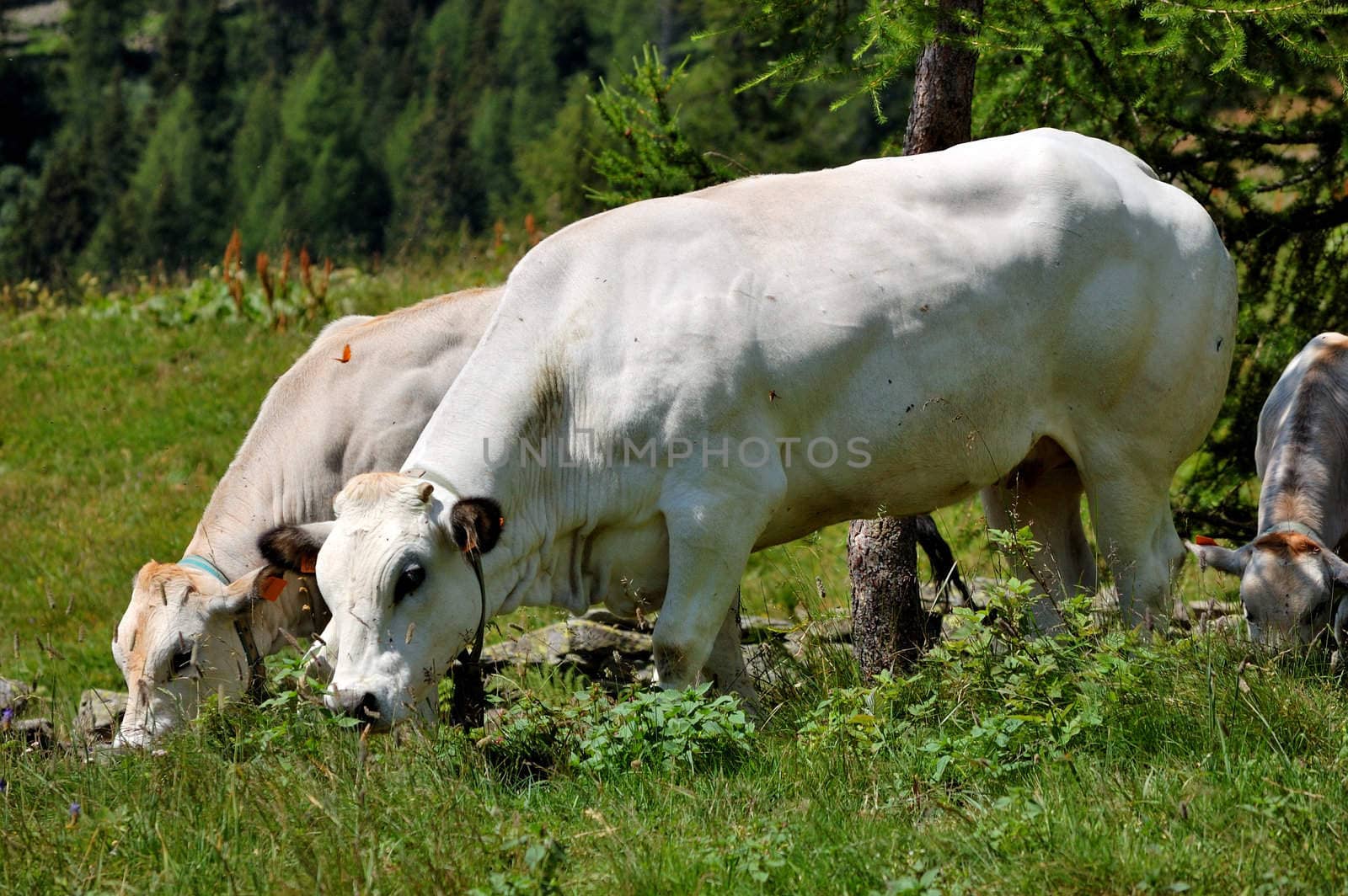 two white cows in an italian alpine pasture
