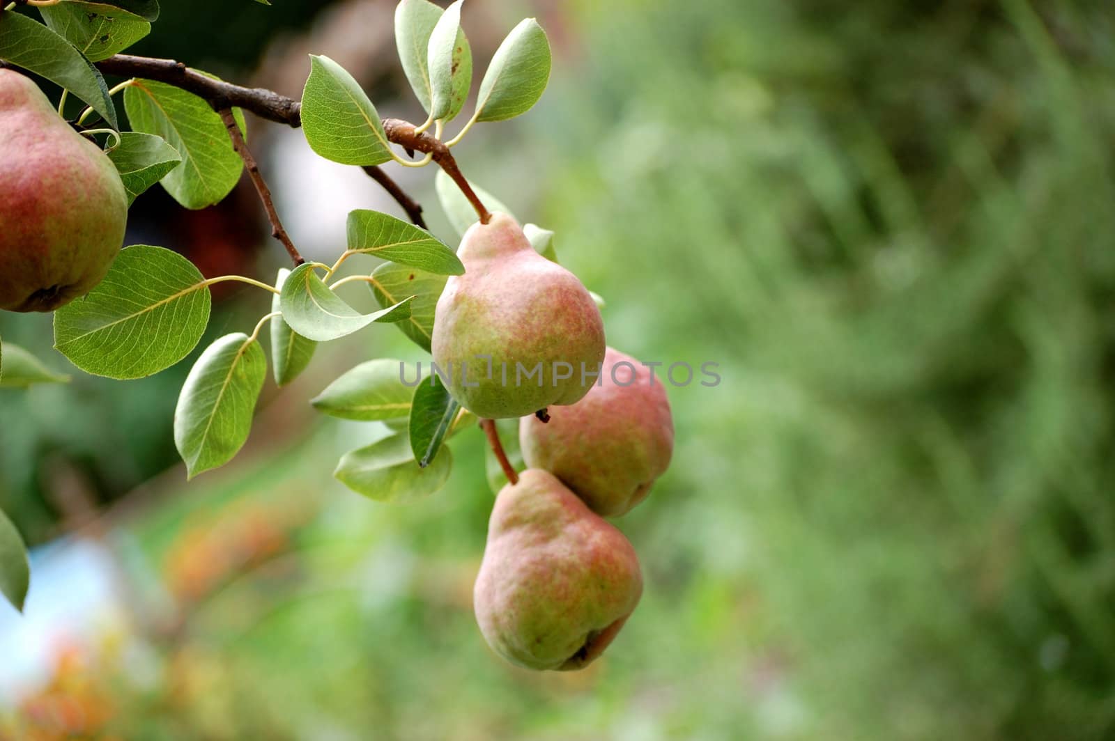 bunch of summer pears on the tree