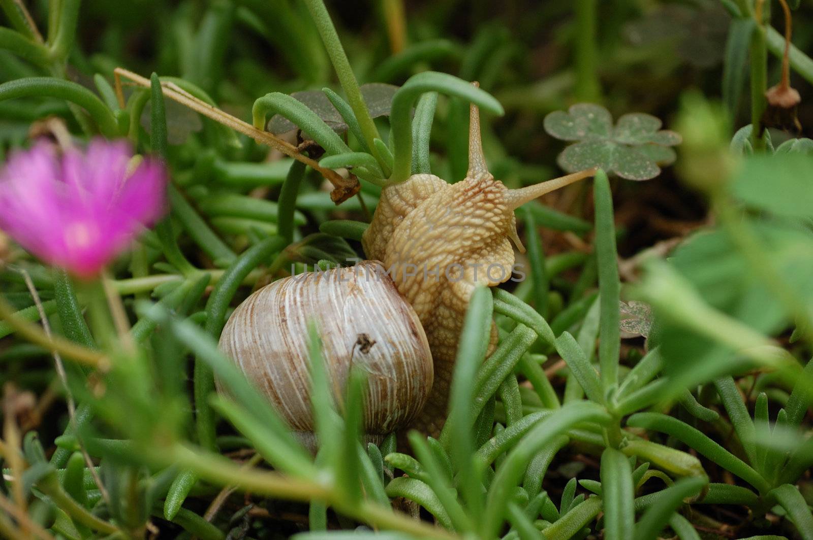 a snail is moving in the grass