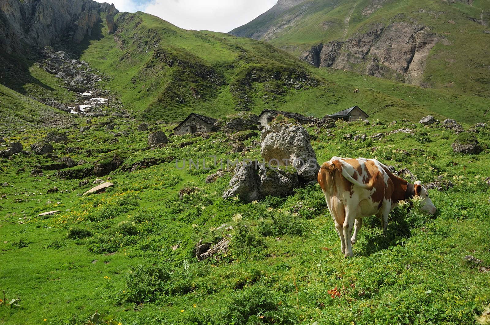 solitary cow in an alpine pasture (Alpe Bettelmat, Italy)