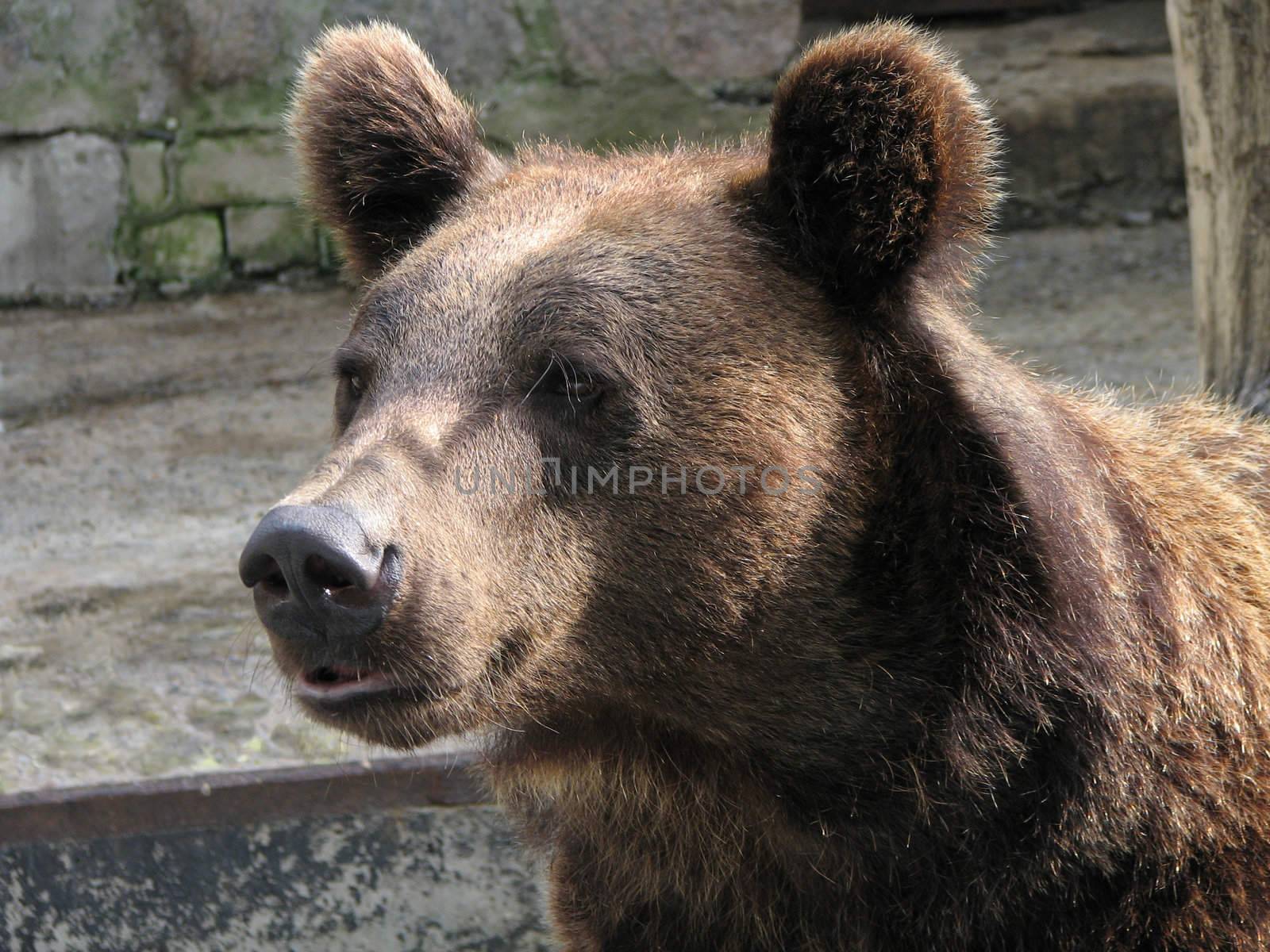 The brown bear