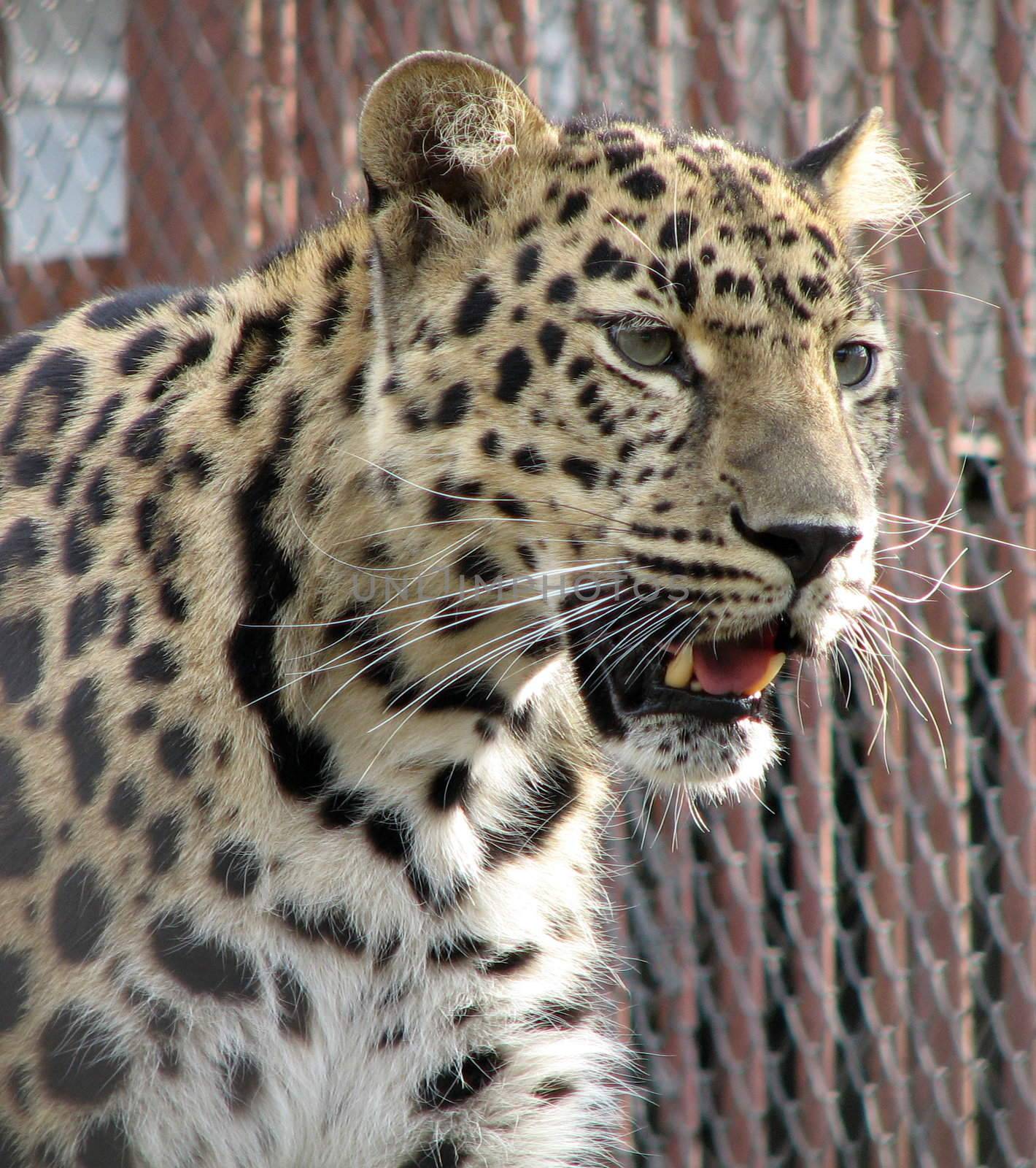 This is a dangerous wild cat, it is grinning