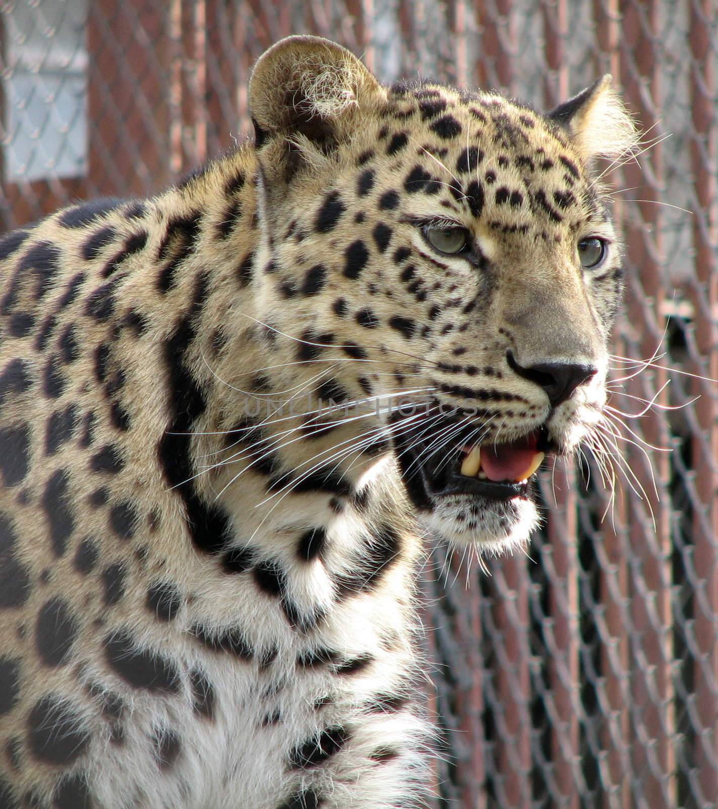 This is a dangerous wild cat, it is grinning