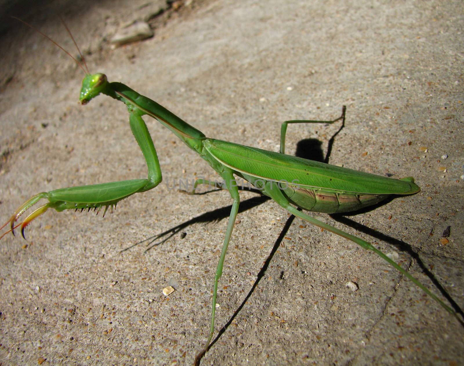 Mantis - green predatory insect
