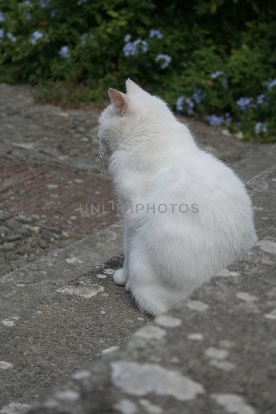 White cat looking at horizon