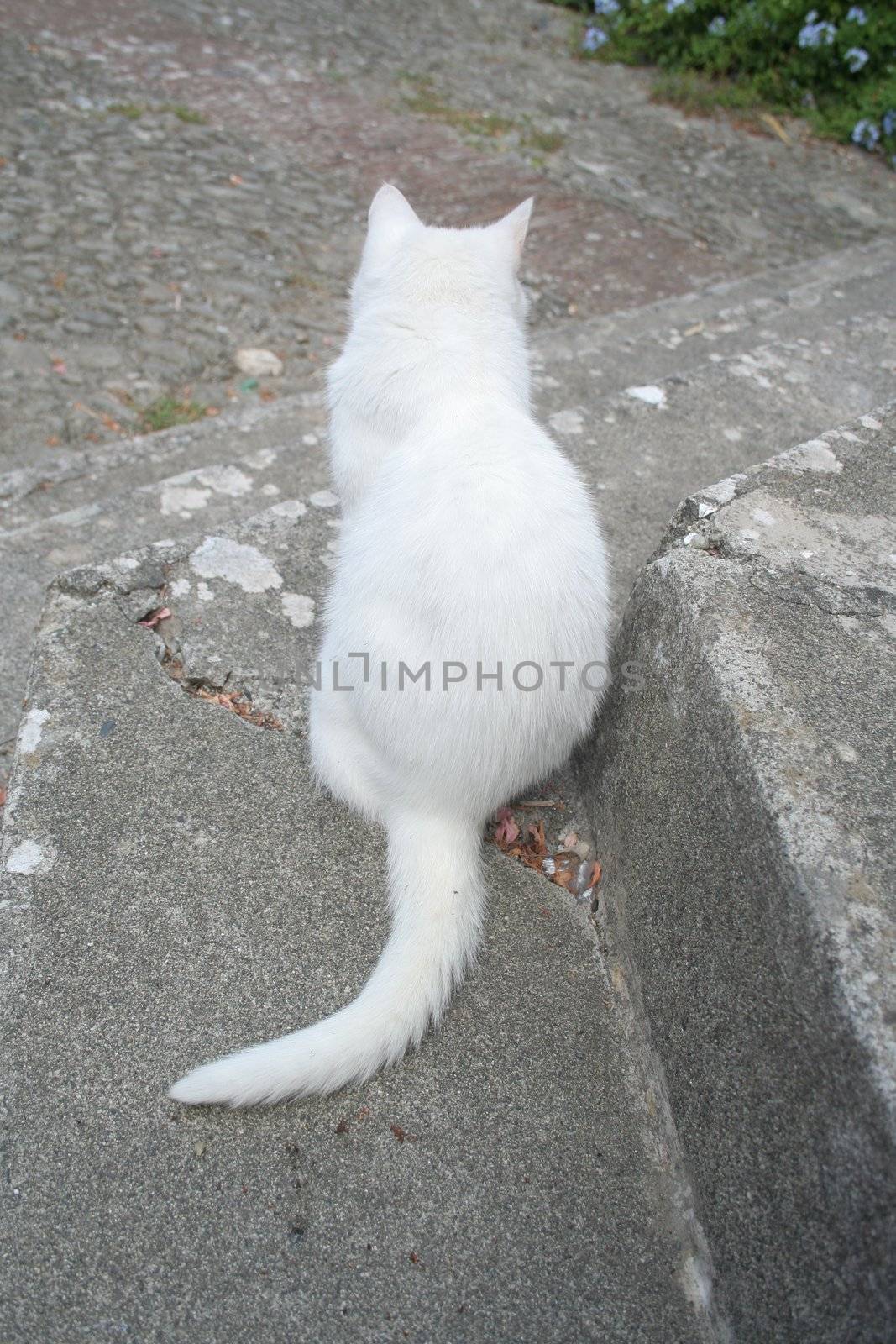 White cat