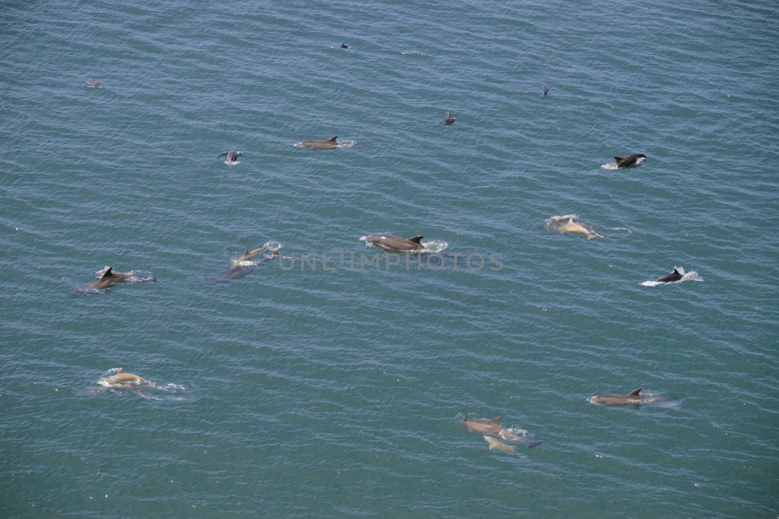 an arial view of a school of dolphins playing
