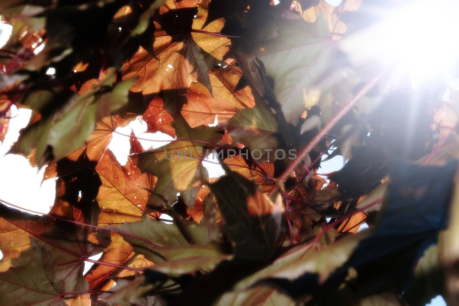 sun beams shining through the leaves in a tree