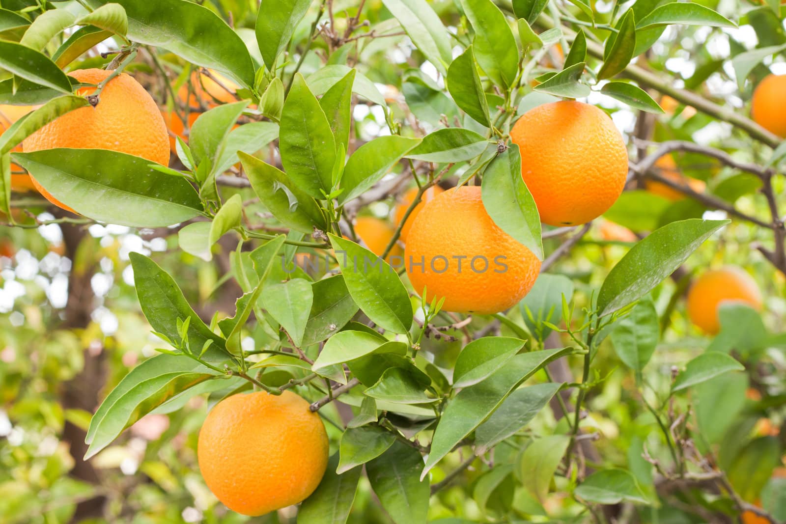 Ripe juicy oranges hanging heavily on branches of orange tree.