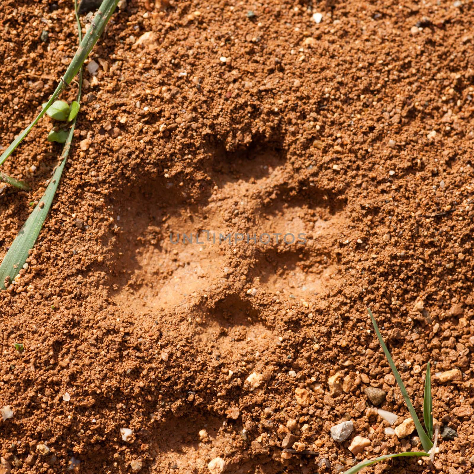 Cat Track in Wet Mud by PiLens