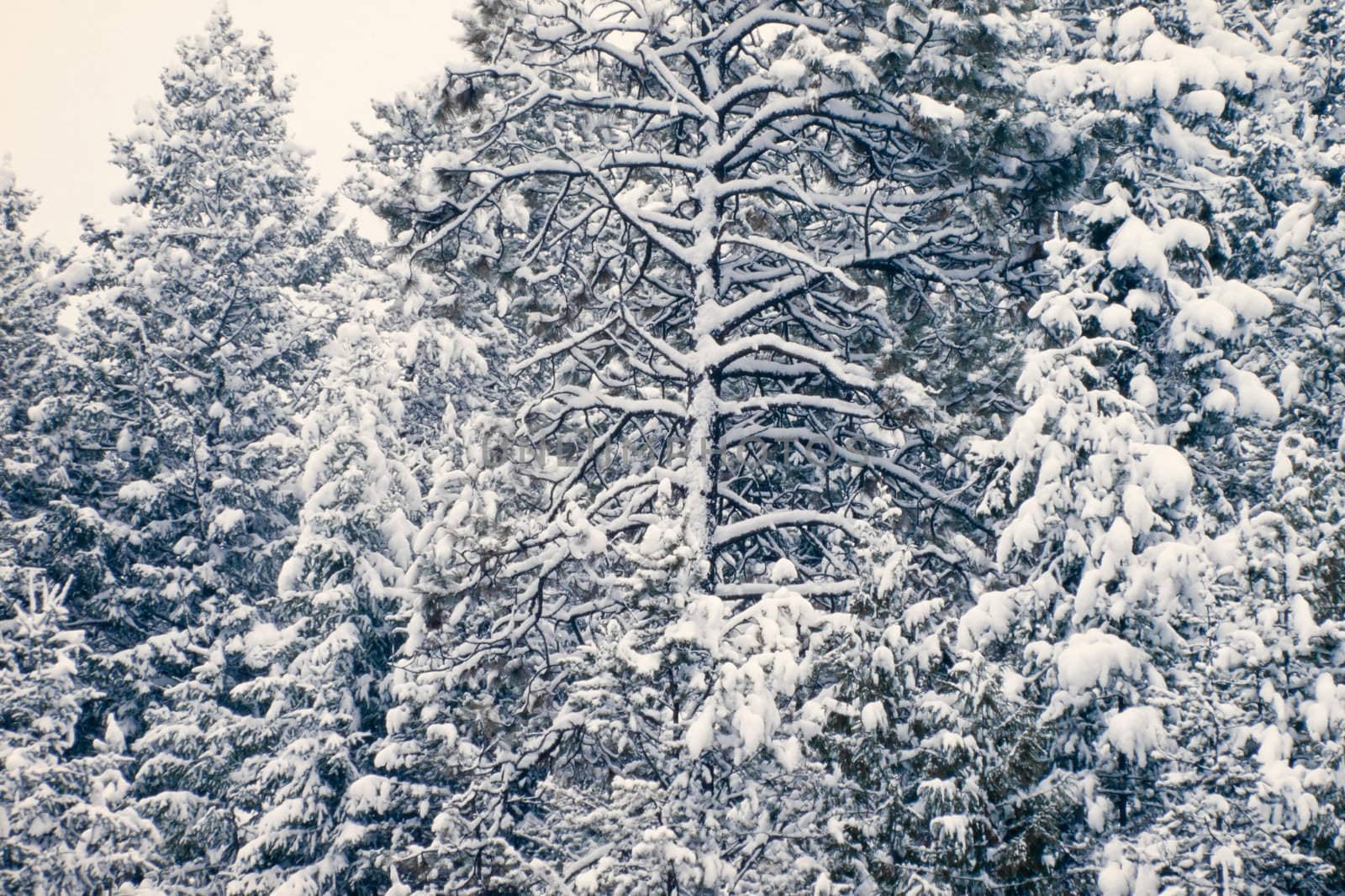 Background texture pattern of heavily snow-laden mixed coniferous trees.