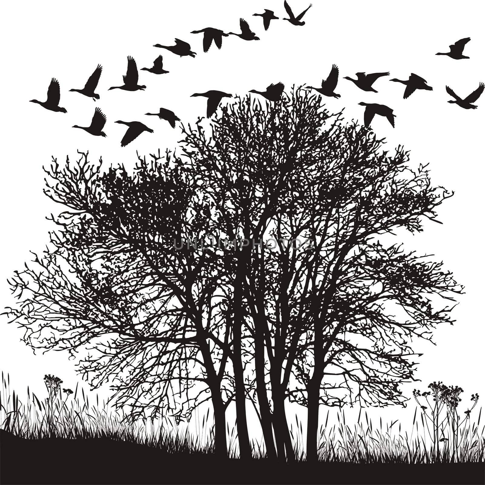 illustration of autumnal mood with a group of trees and wild geese