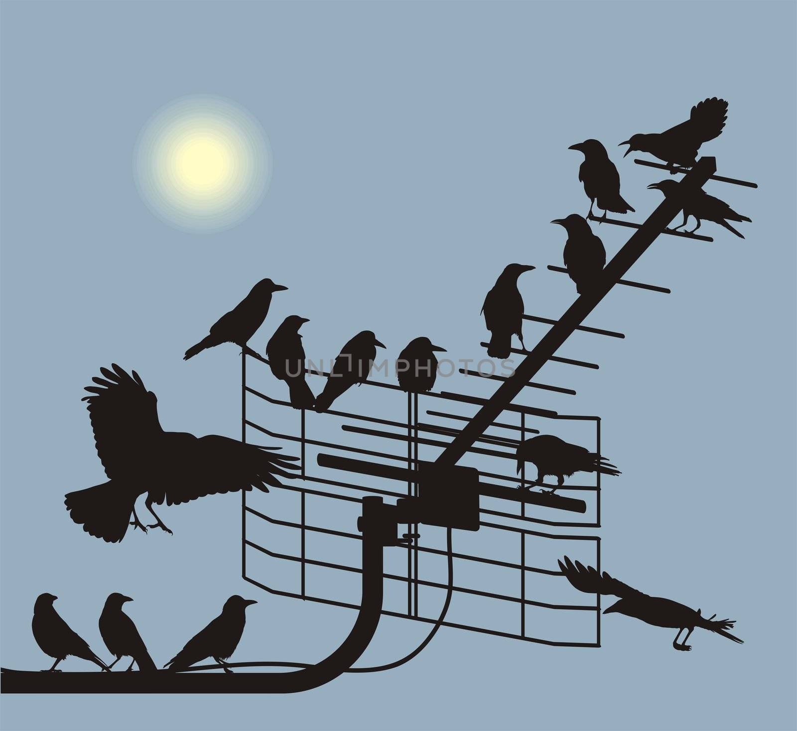 black silhouettes of the crows on the television antenna