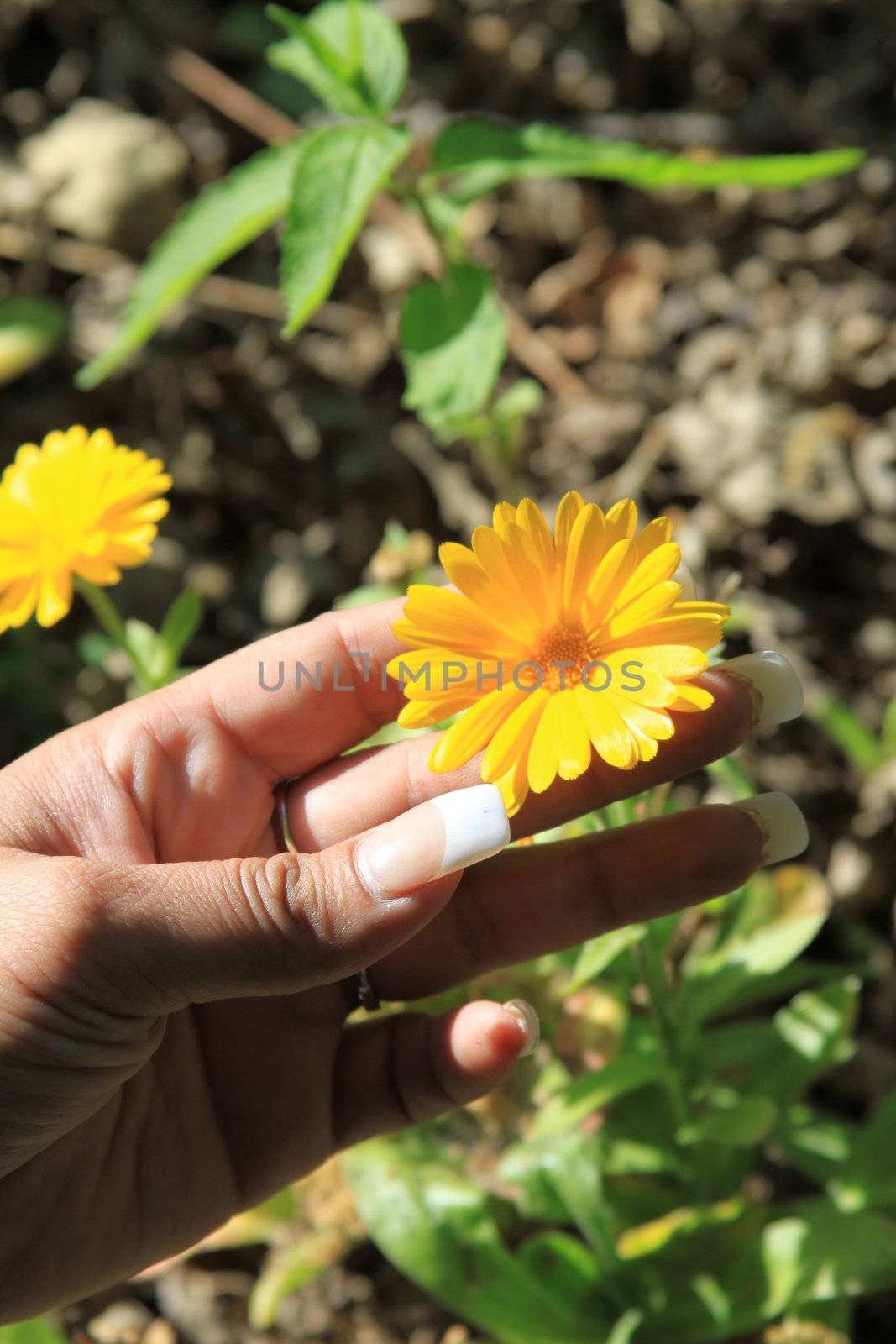 Close up of the person holding a daisy flower.