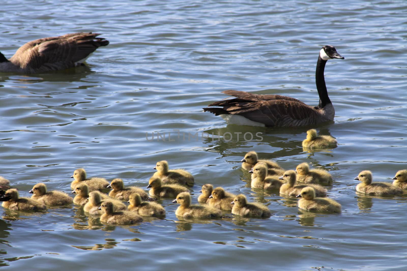 Close up of the Ducklings.