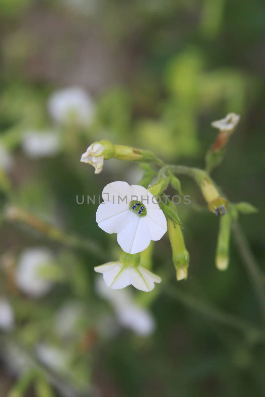 Primrose Flower by MichaelFelix