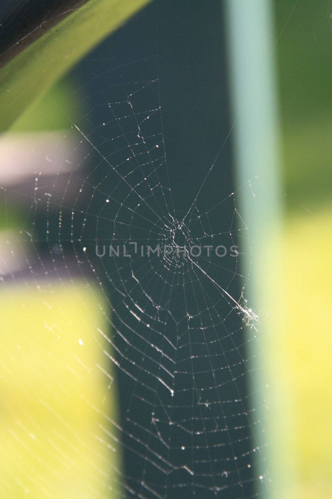 Spider Web by MichaelFelix