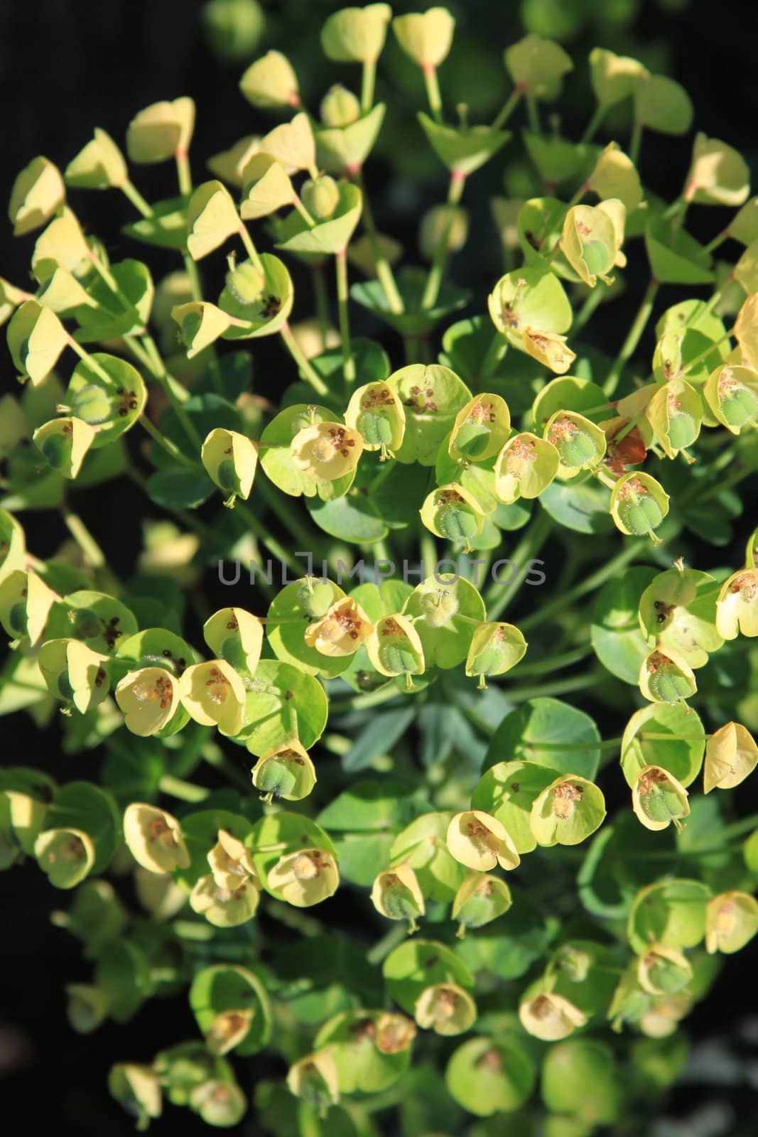 Chinese Tallow Tree close up.