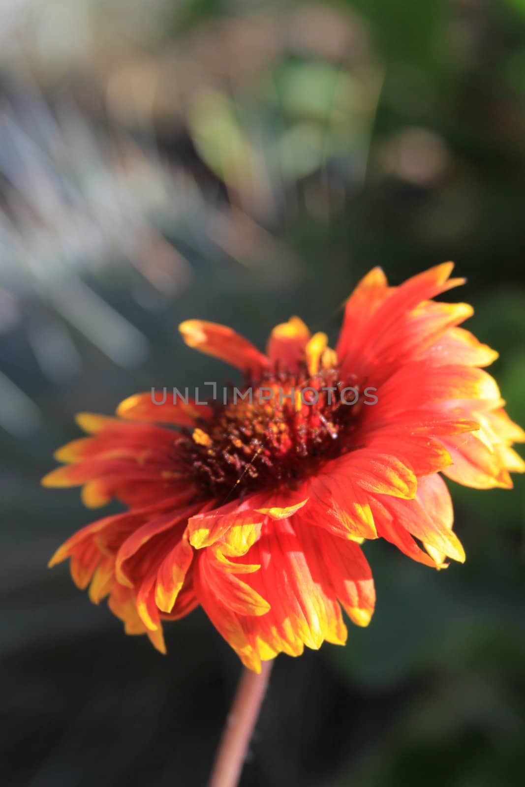 Close up of the daisy flower.