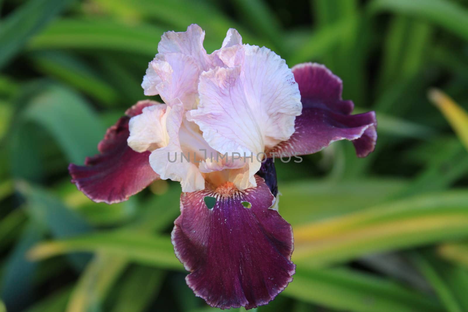 Iris Flower by MichaelFelix
