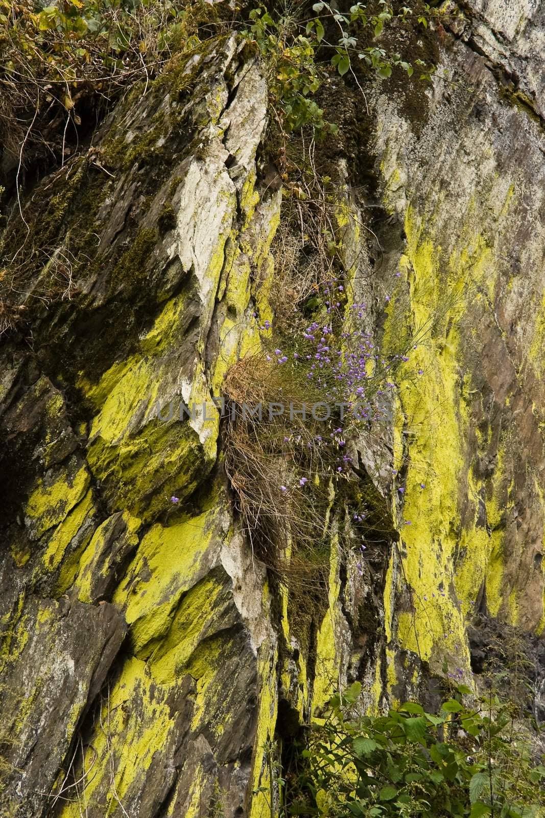 Rockwall overgrown with moss, lychens and bushes-vertical image