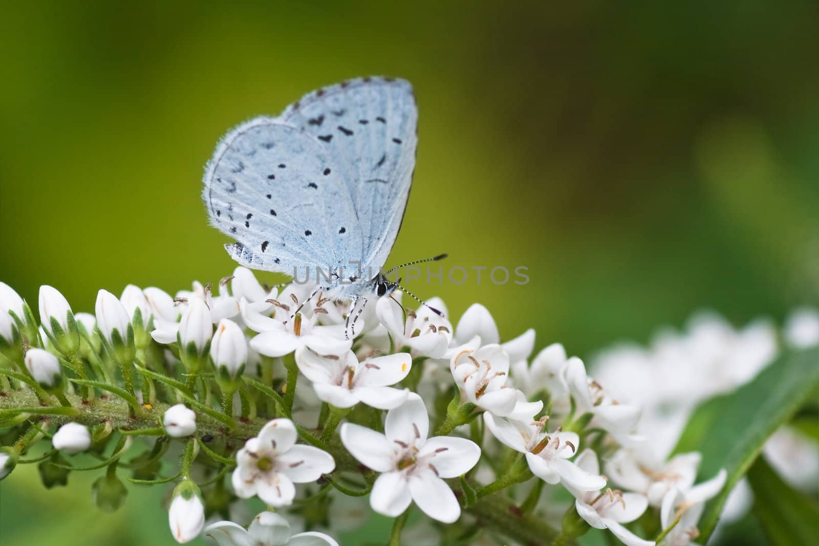 Holly blue on gooseneck loosestrife by Colette