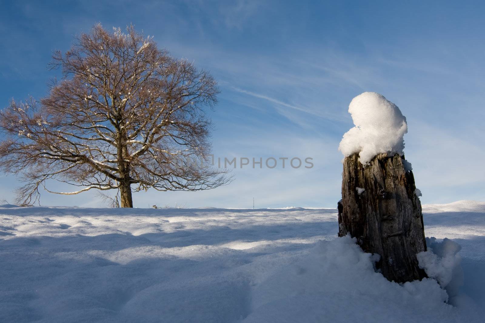 Long tree against a snow covered winter setting landscape