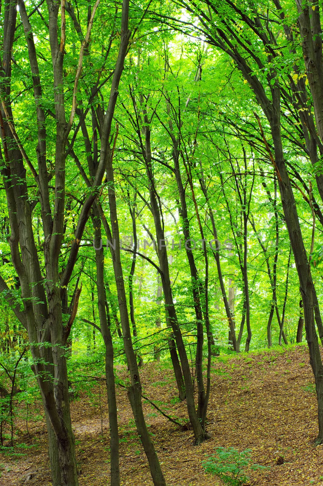 green forest on the mount