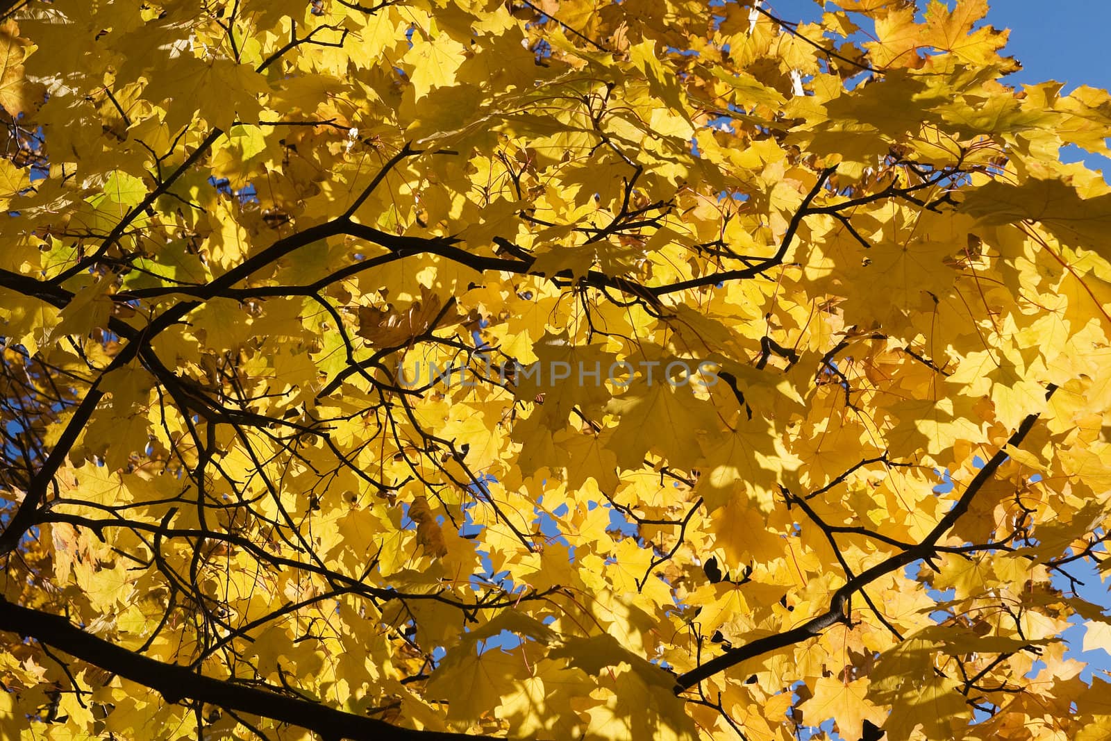 Yellow maple leaves against blue sky