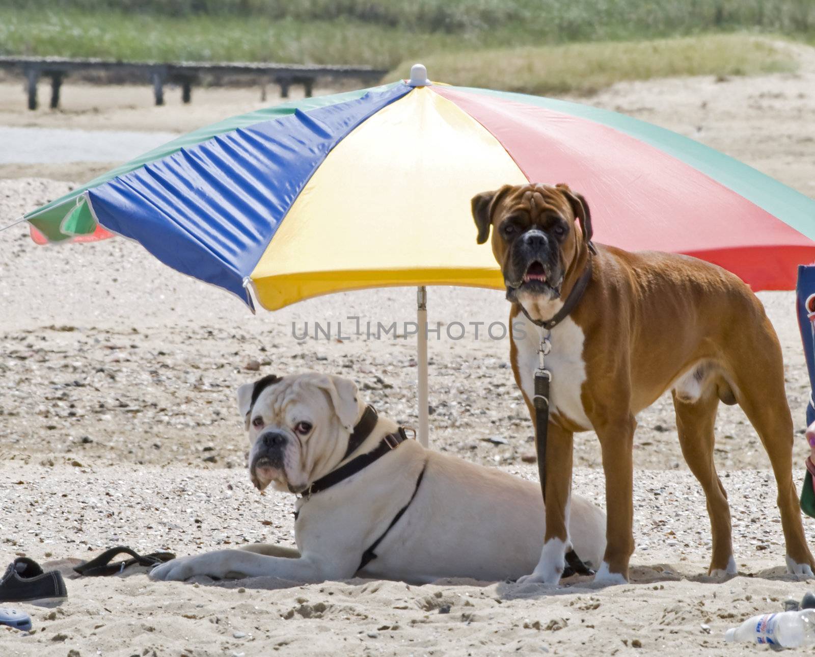 Two dogs on a holiday, relaxing on a beach