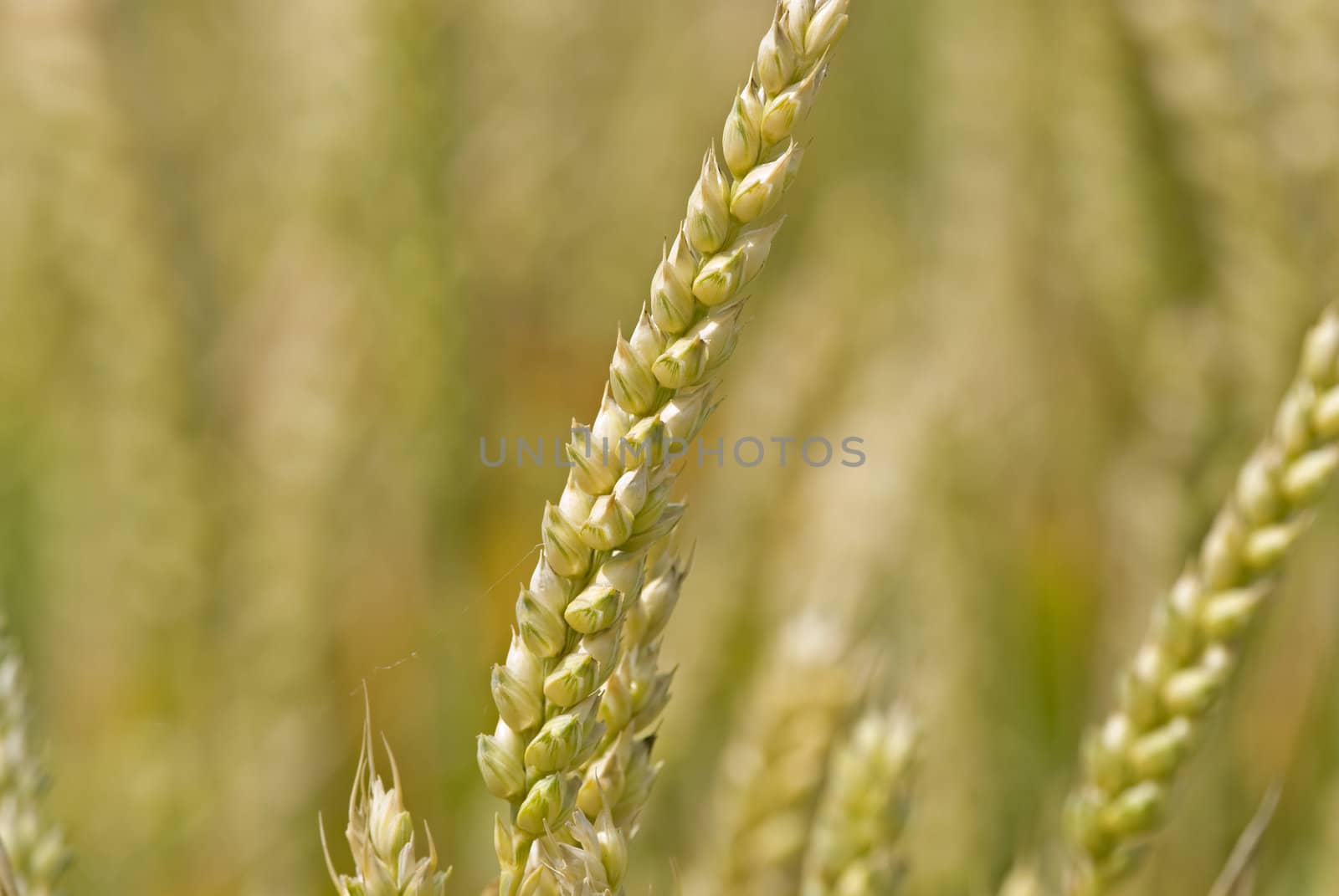 Closeup shot of a wheat ear in the summer.