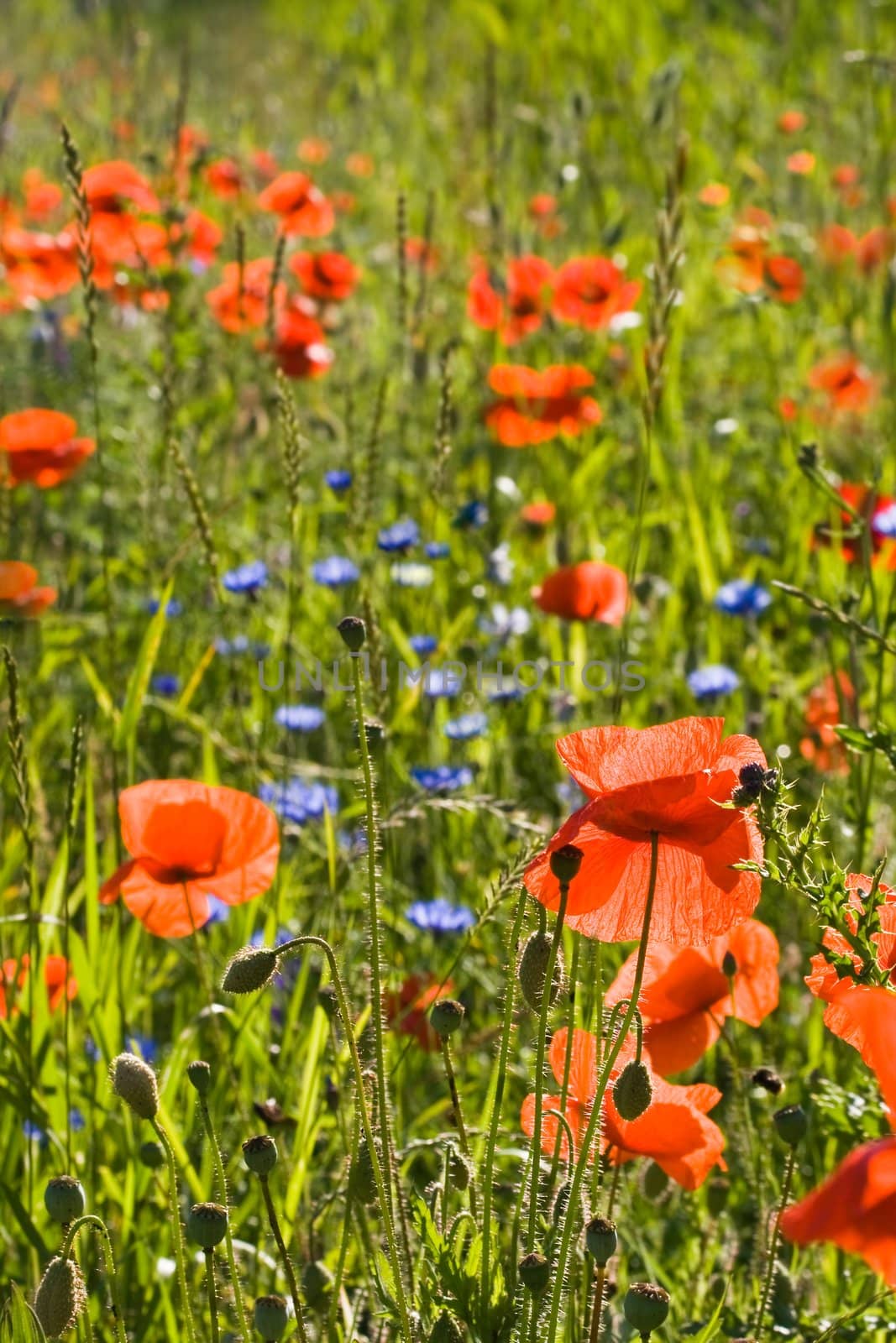 Field in summer with red corn poppy and blue flowers