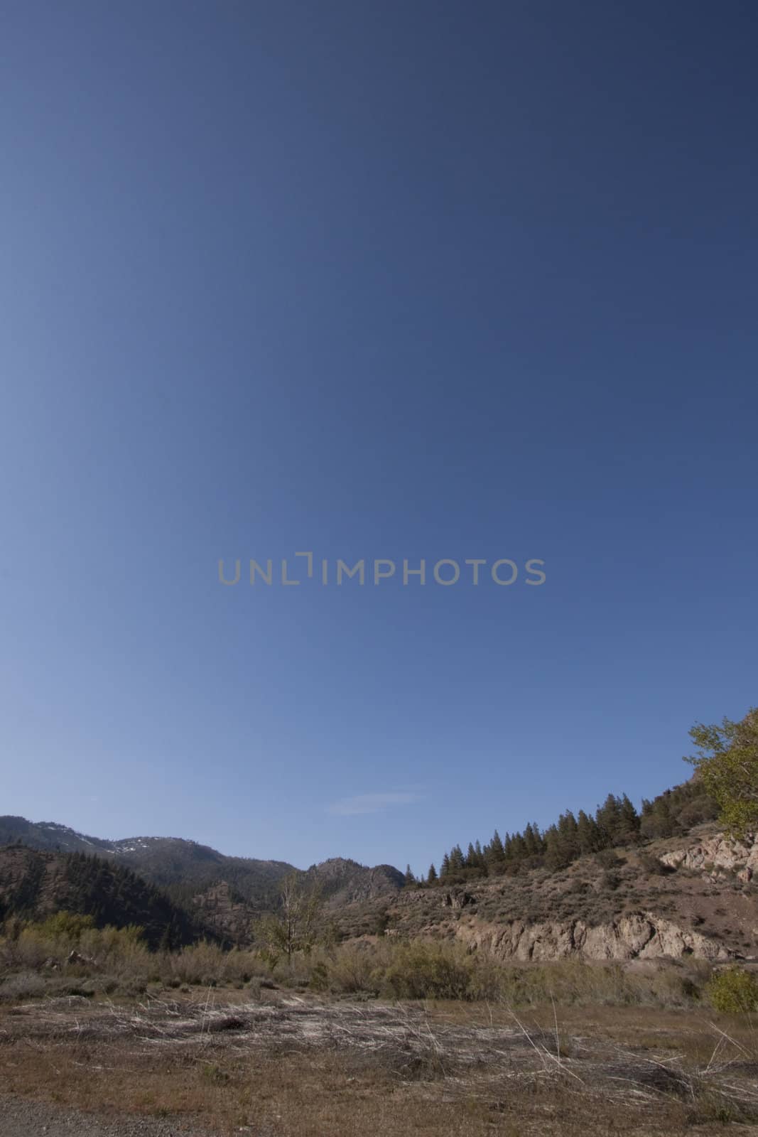 Forest in teh middle of the summer with a blue sky by jeremywhat