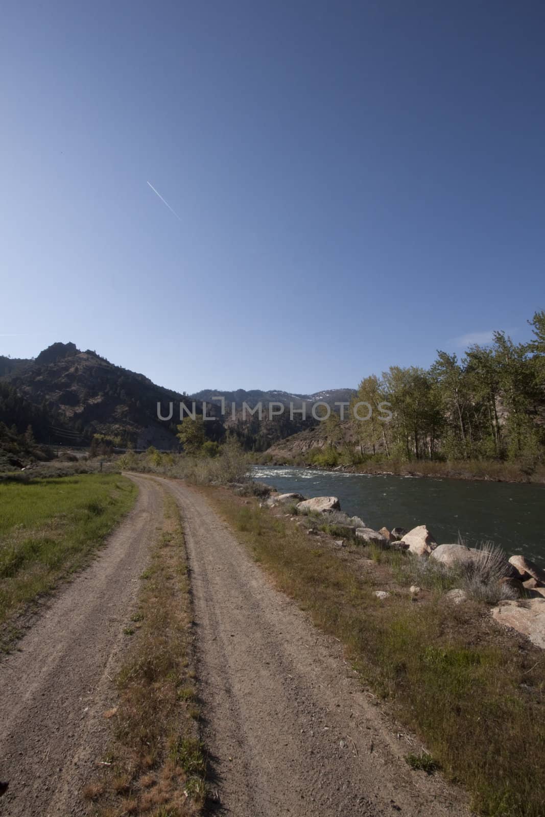 Forest in teh middle of the summer with a blue sky by jeremywhat