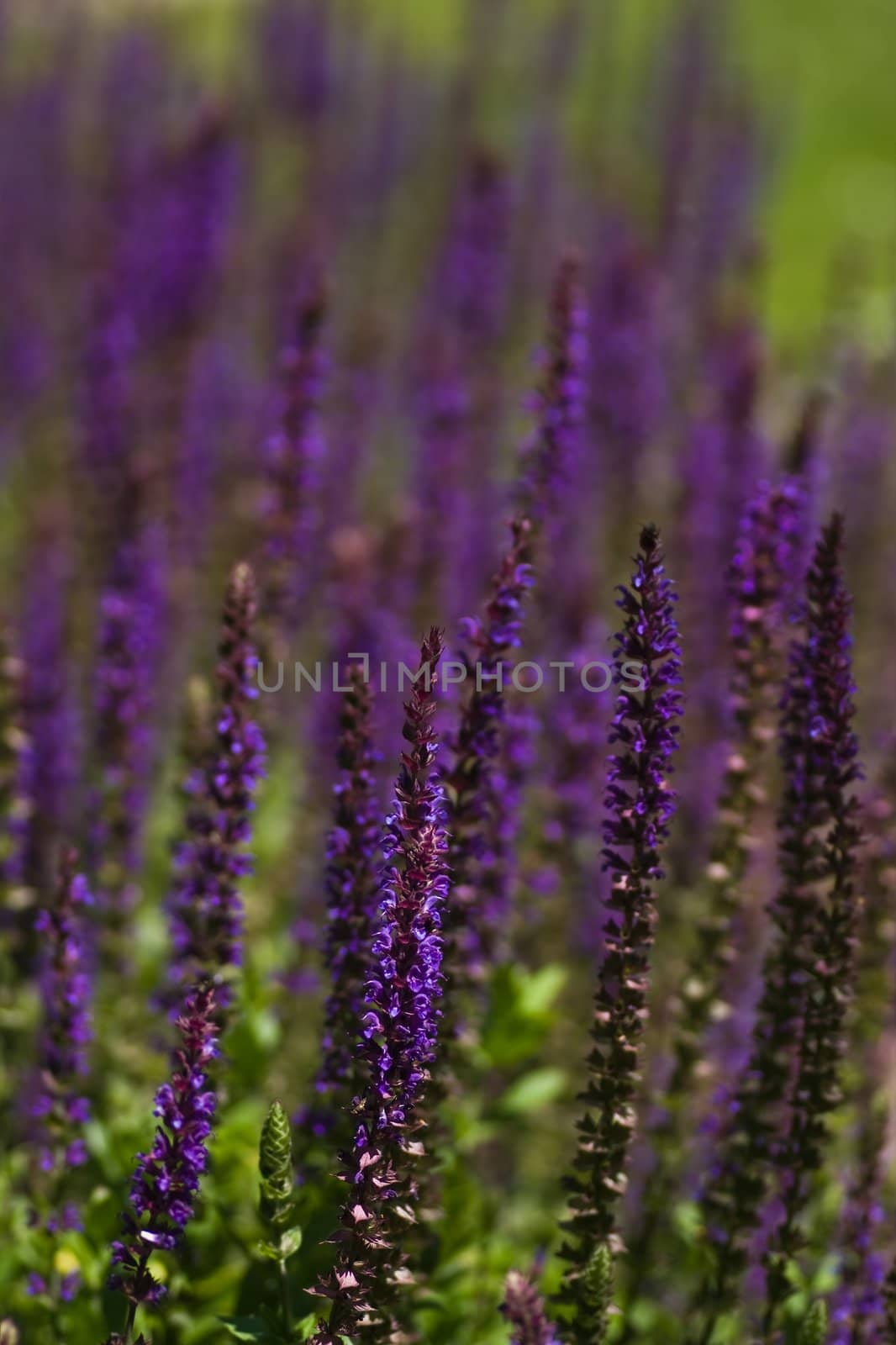 Field of purple summer flowers in the sunshine in June