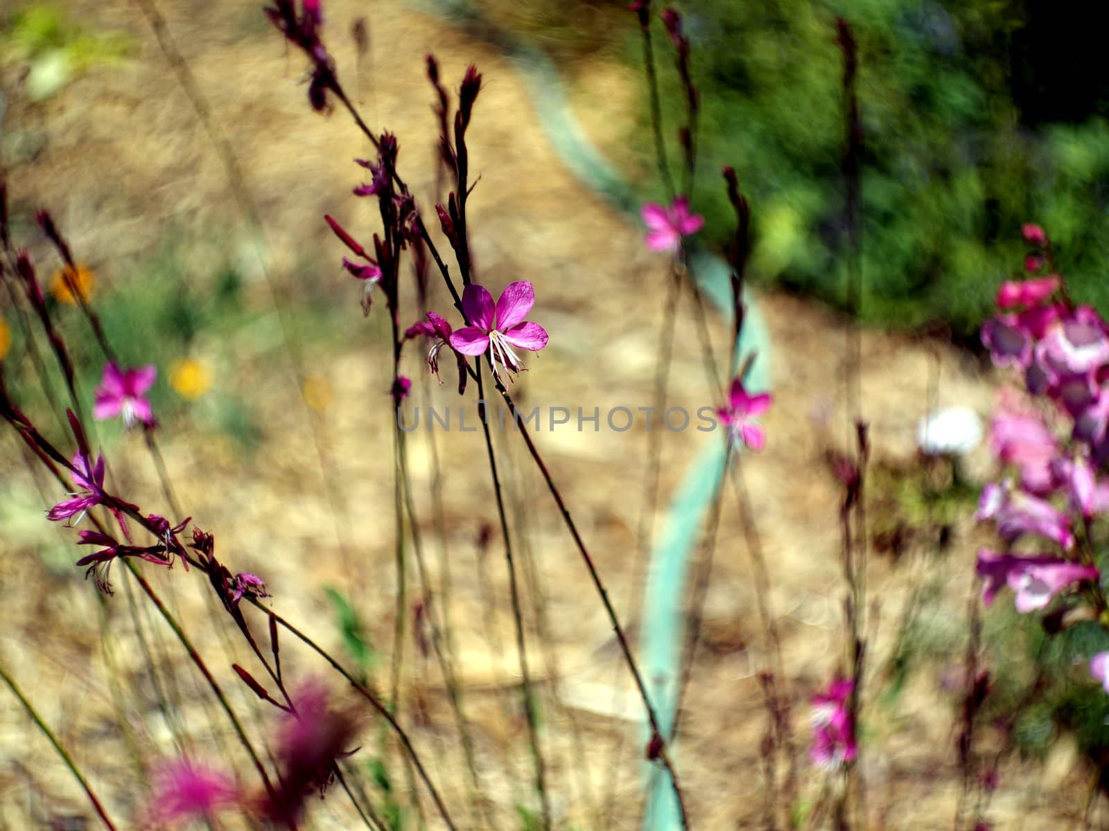 Garden in California.