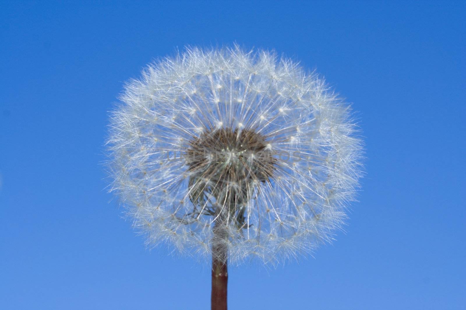 old dandelion on blue sky, nature, flower