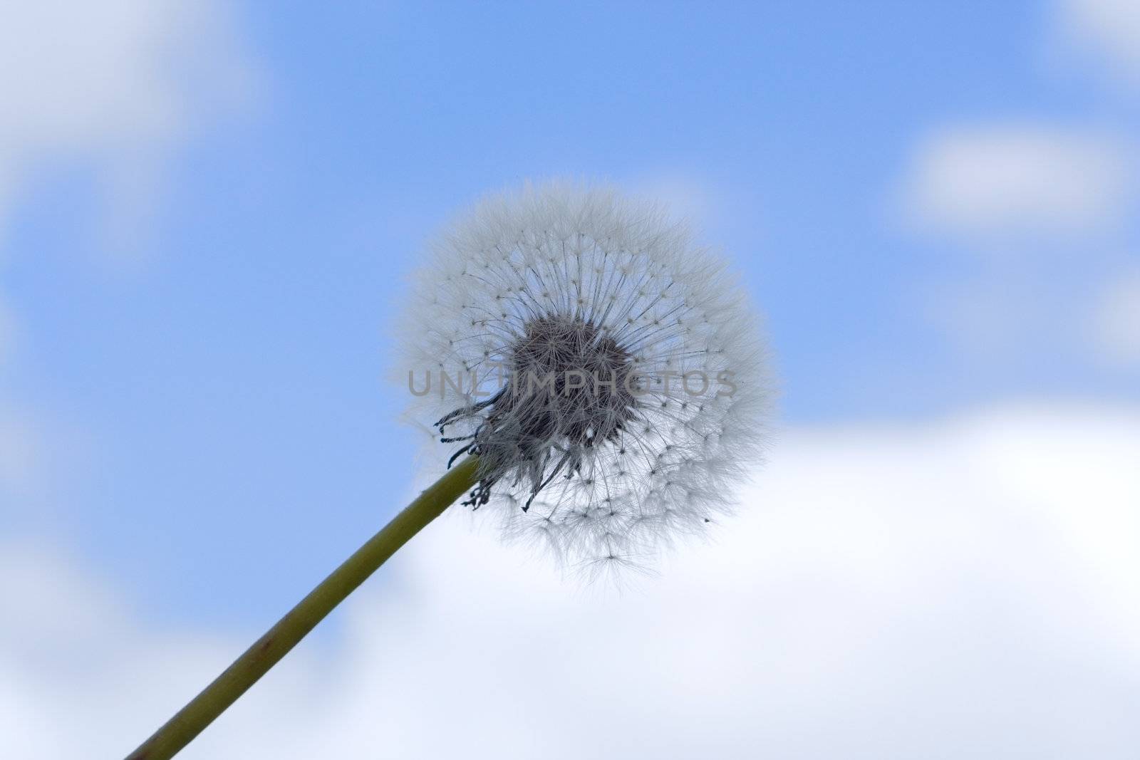 old dandelion over blue sky with clouds