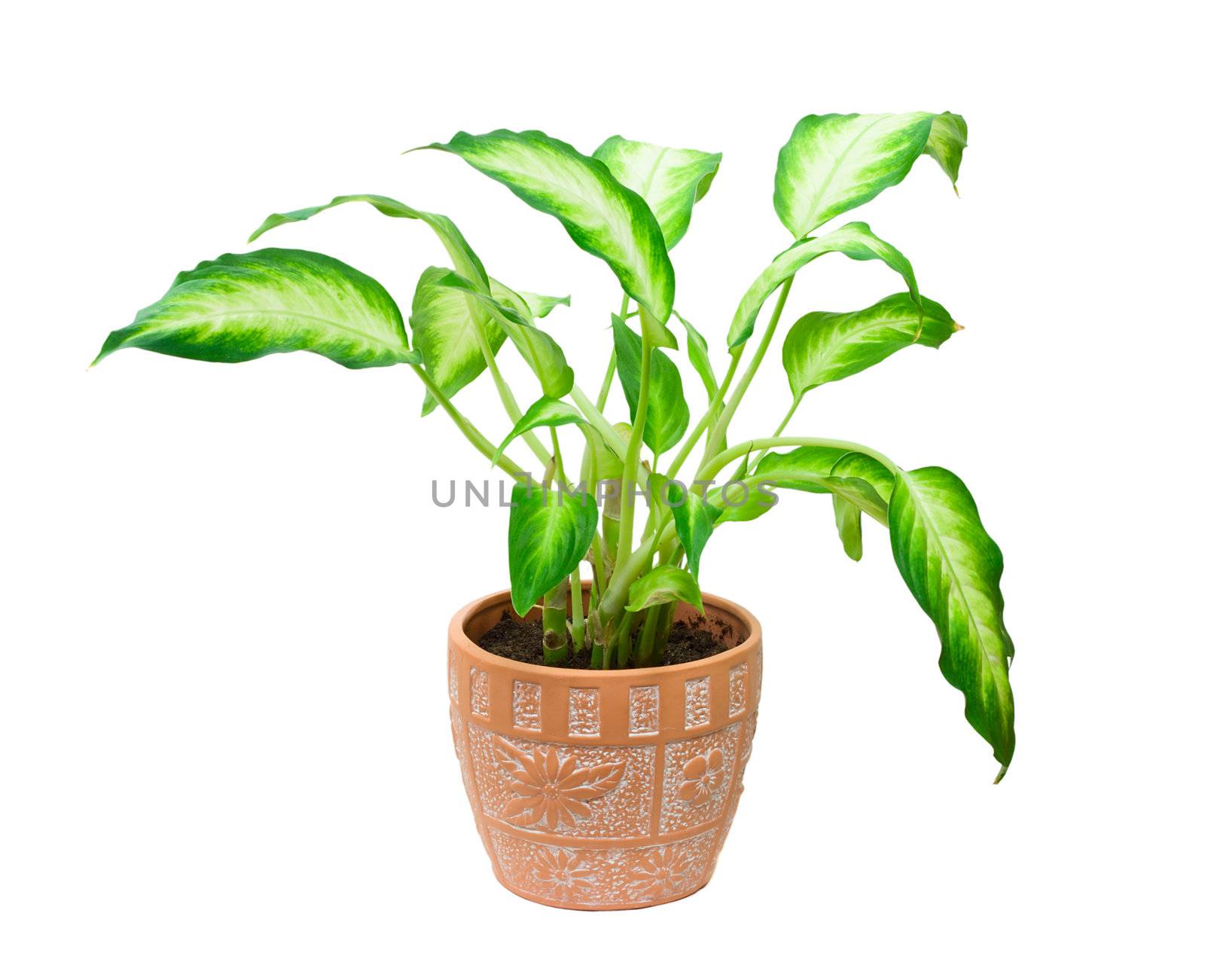 potted plant dieffenbachia, isolated on white
