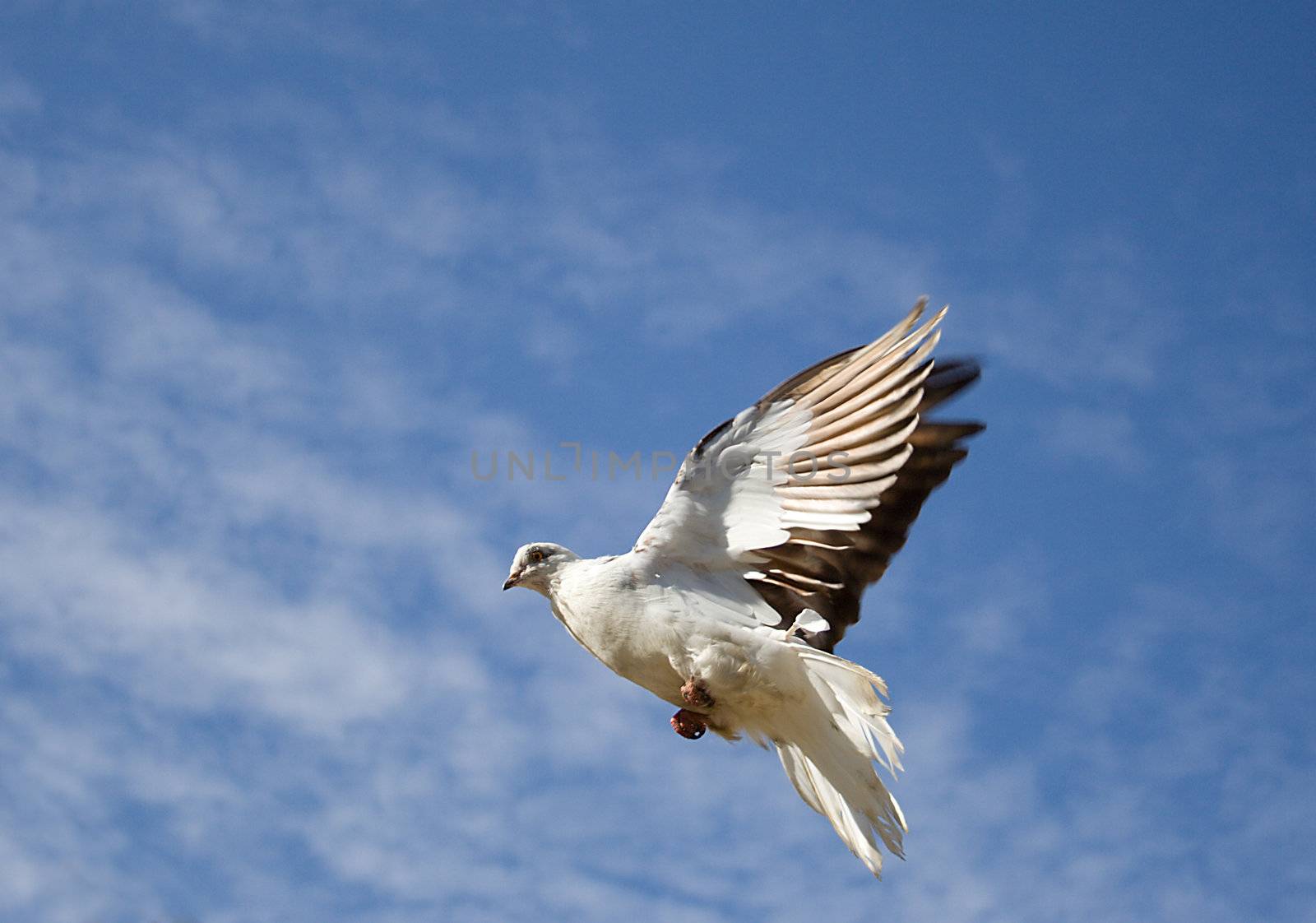 white dove fly in the blue sky with small clouds