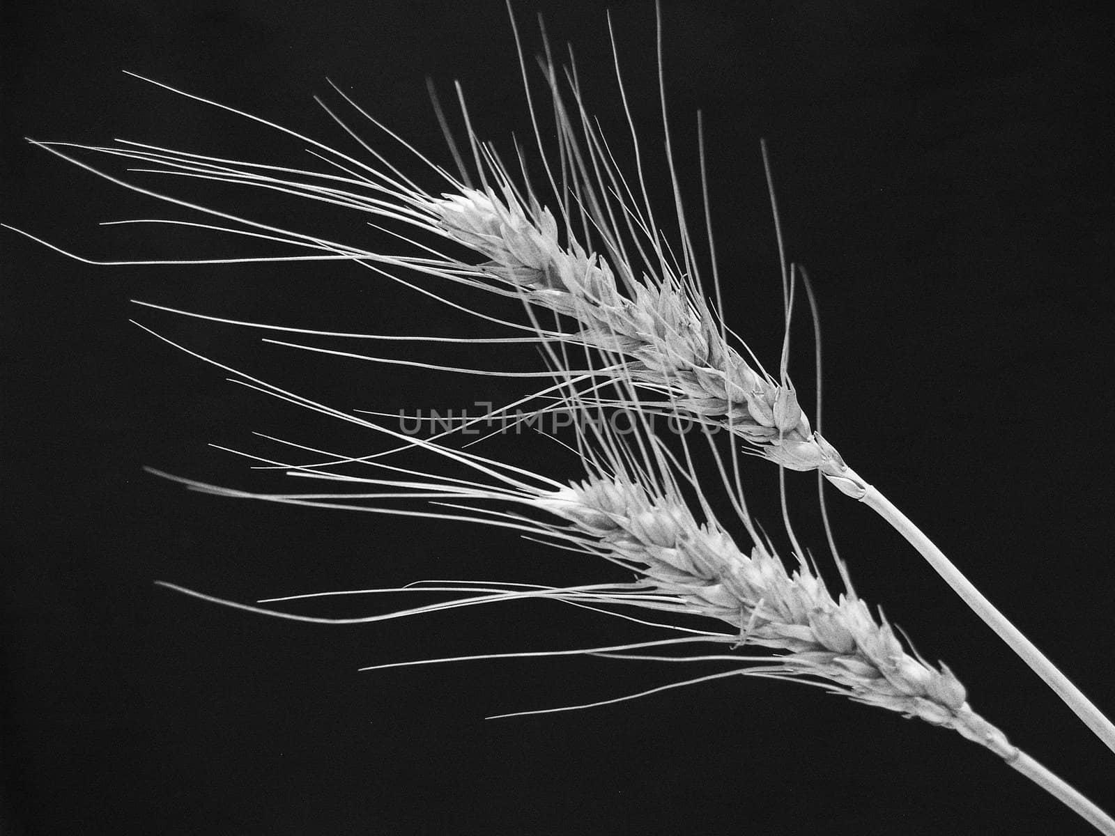 wheat by lauria