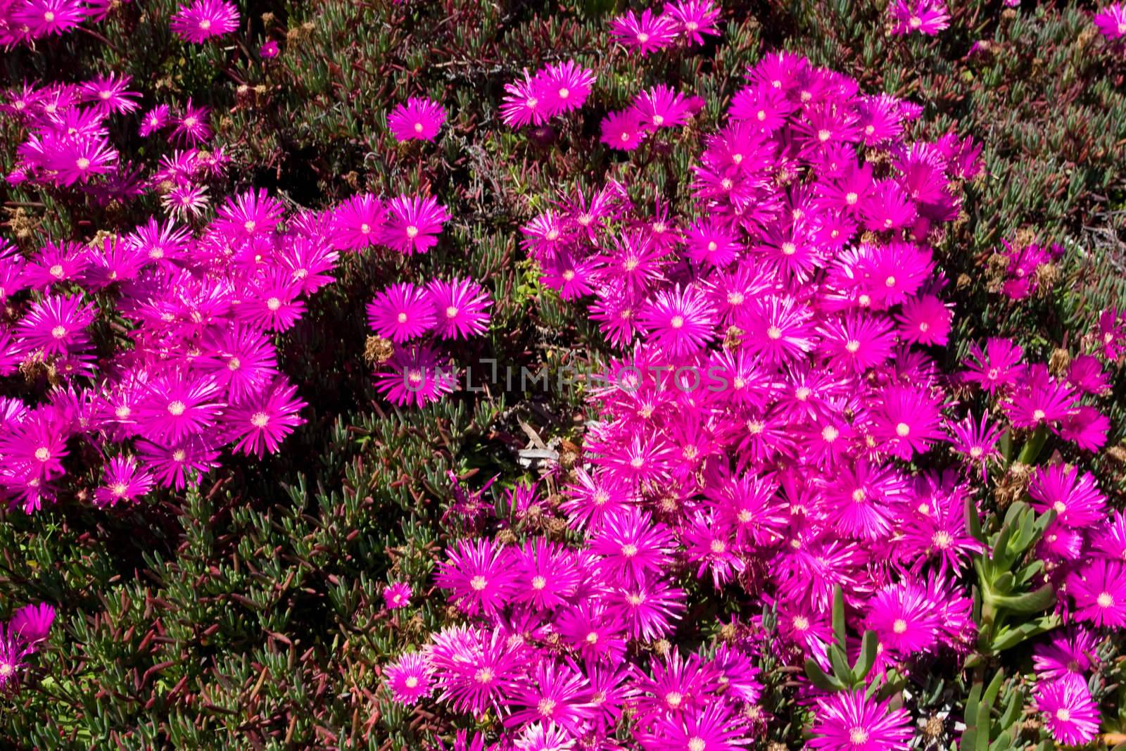 Carpobrotus edulis is a creeping, mat-forming succulent species and member of the Stone Plant family Aizoaceae, one of about 30 species in the genus Carpobrotus. It is also known as Ice Plant, Highway Ice Plant, Pigface or Hottentot Fig and in South Africa as the Sour Fig, on account of its edible fruit. It was previously classified in genus Mesembryanthemum and is sometimes referred to by this name. The species is native to South Africa but is naturalised in many other regions throughout the world.