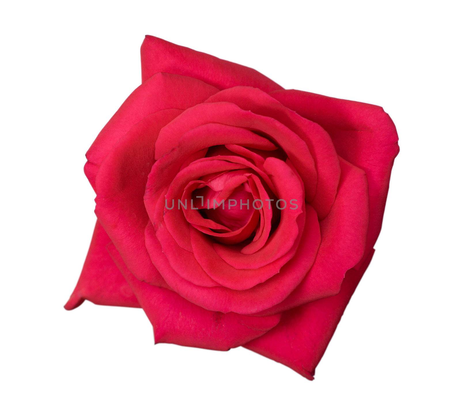 close-up flower of pink rose, isolated on white