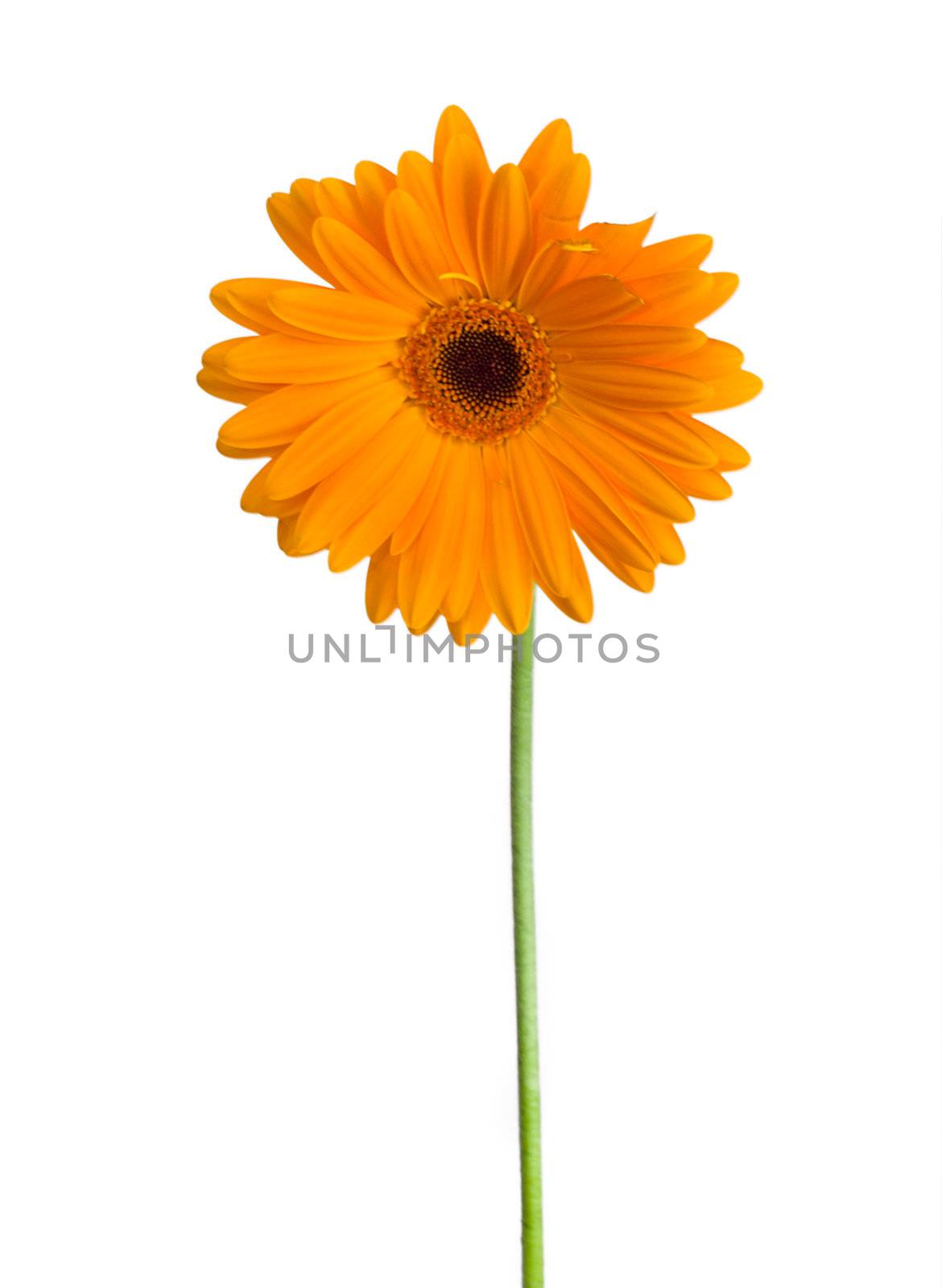 front view orange gerbera, isolated on white